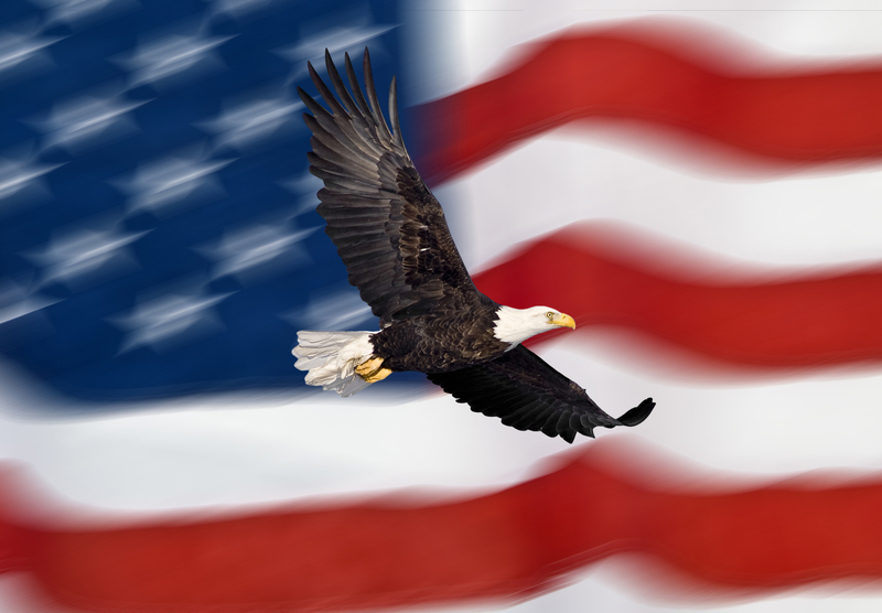 http://www.dreamstime.com/stock-image-bald-eagle-flying-front-american-flag-image13376181