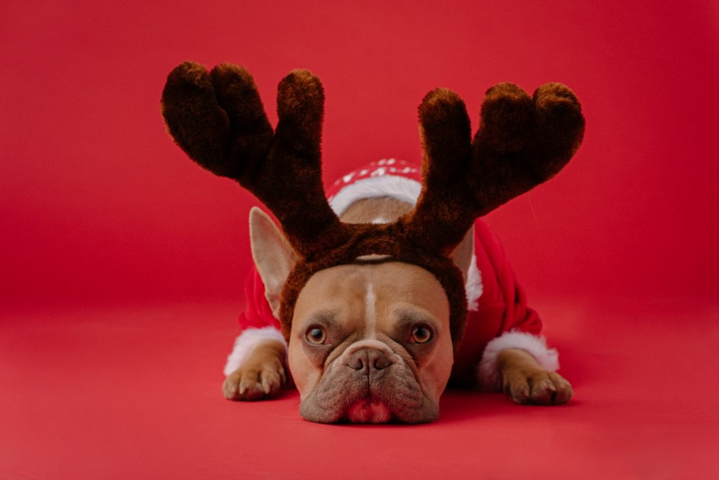 sad looking Boston Terrier wearing reindeer antlers and Santa suit lays on the ground, feeling holiday sadness
